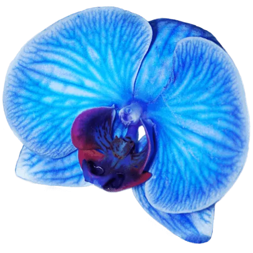 Blue orchid sticker