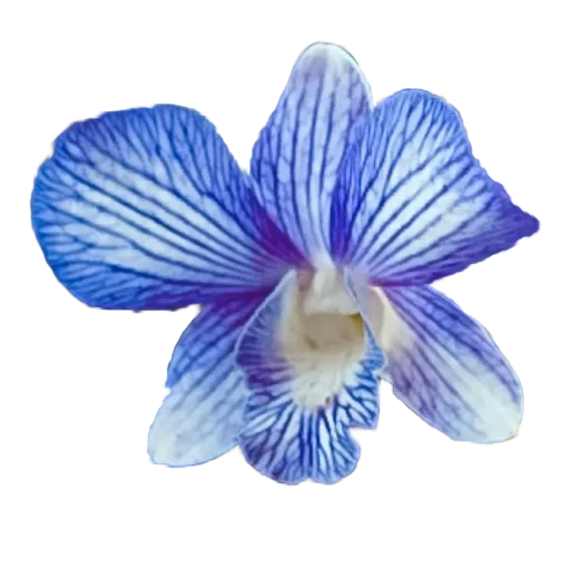 Orchid sticker