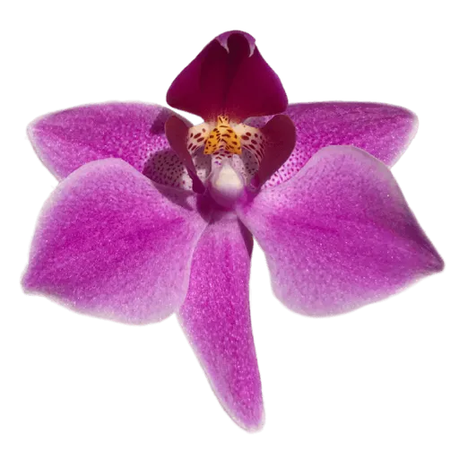 Purple orchid 2