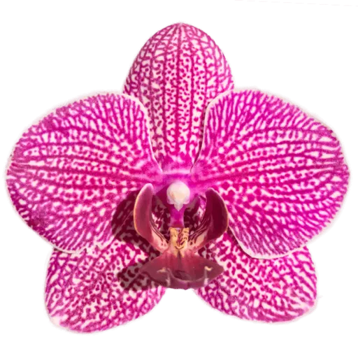 Purple orchid sticker