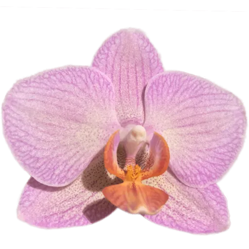 Purple orchid 4