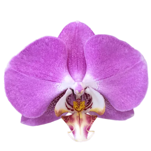 Purple orchid 6