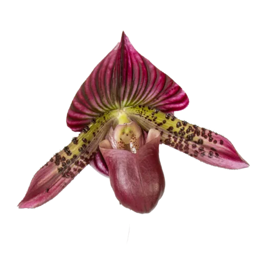 Purple orchid 10